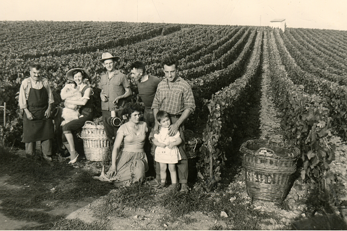 Vendanges à Avize